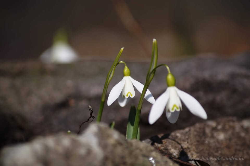 Targul primaverii - Cluj