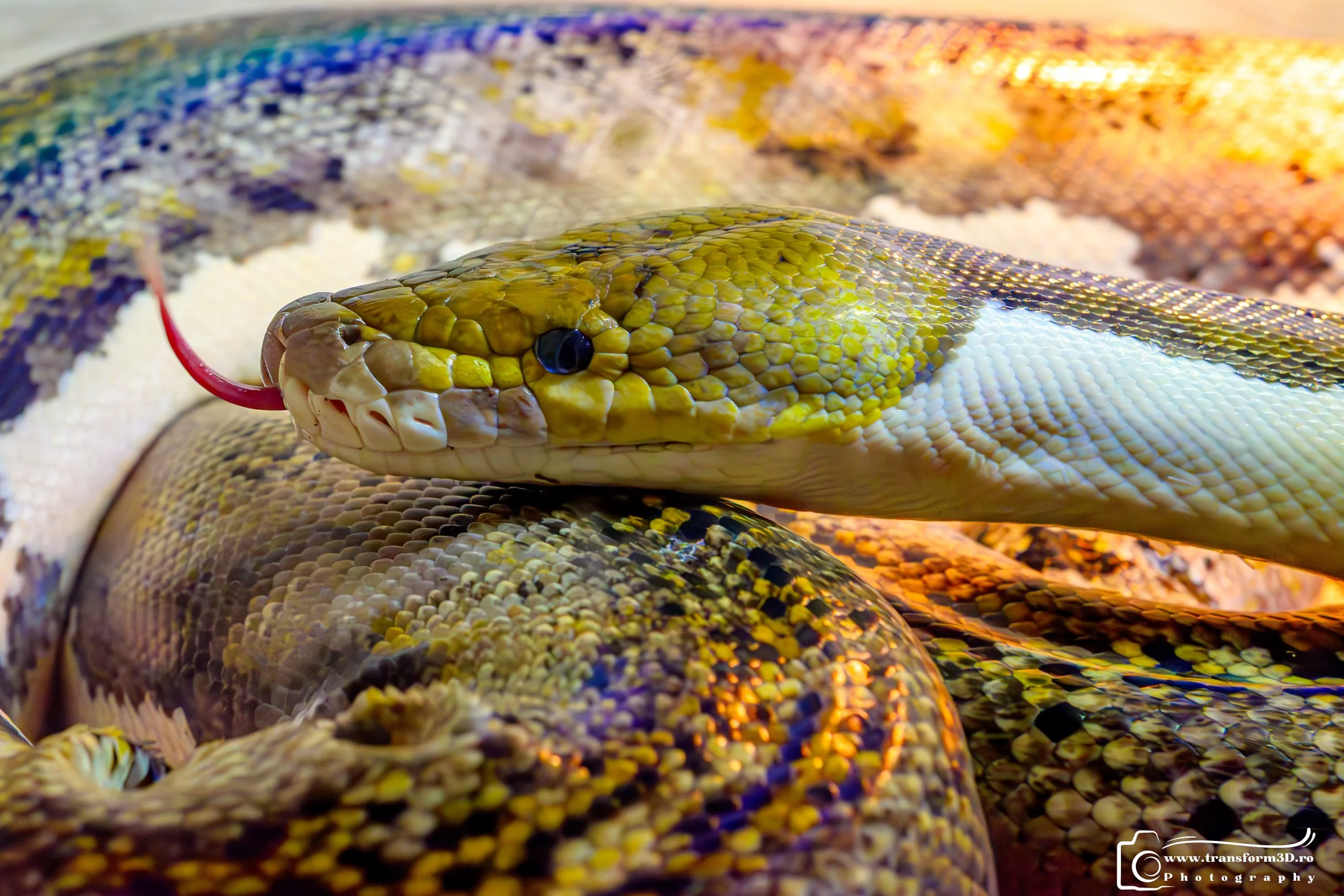 Python Royal